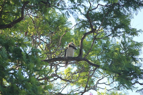Jacaranda Hideaway Bed & Breakfast - Accommodation Port Macquarie 0