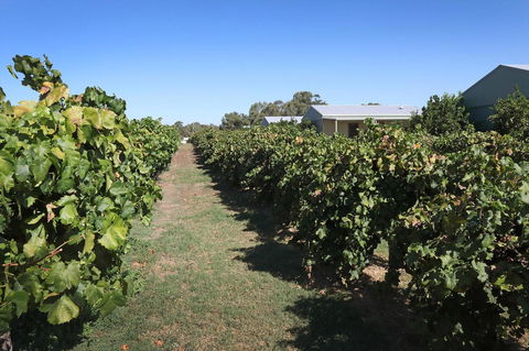 Swan Valley Sisters - Accommodation Port Macquarie 9