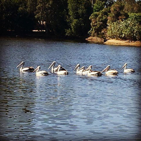 Swan Valley Sisters - Accommodation Port Macquarie 31