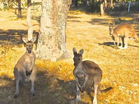 Sandpiper Retreat - Accommodation Port Macquarie 37