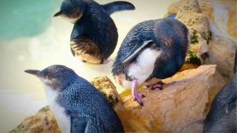 Island View Villas - Accommodation Port Macquarie 21