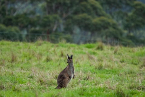 Celestine Retreat - Accommodation Port Macquarie 16