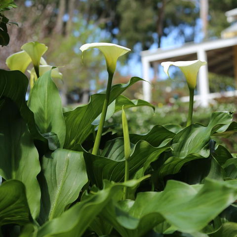 Two Sisters Chalets - Accommodation Port Macquarie 32