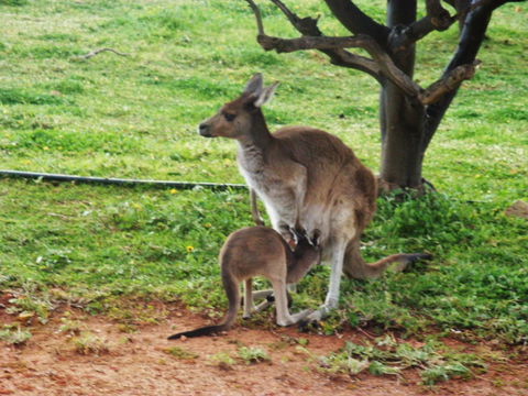 Bindoon's Windmill Farm - Accommodation Port Macquarie 5