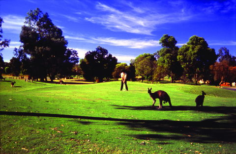Novotel Vines Resort Swan Valley - Accommodation Port Macquarie 3