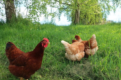 Cherry Top Farmstay - Boutique Eco Village - Accommodation Port Macquarie 8