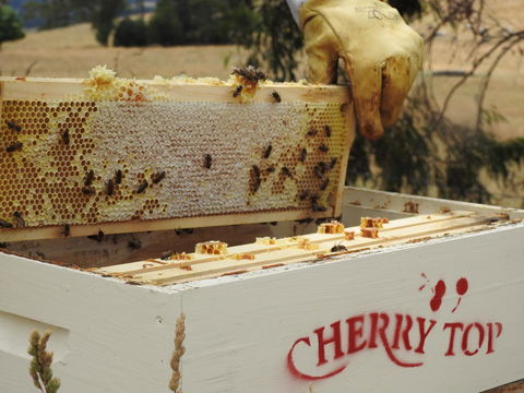 Cherry Top Farmstay - Boutique Eco Village - Accommodation Port Macquarie 28