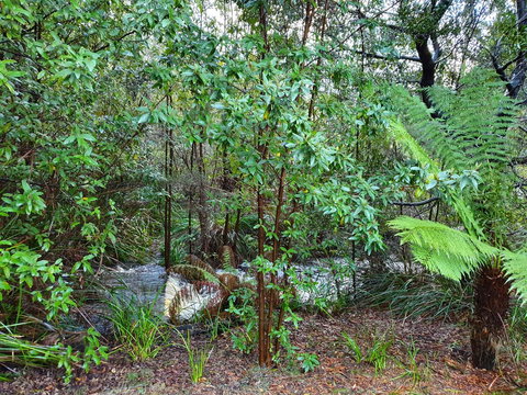 Roland B&B - Accommodation Port Macquarie 12