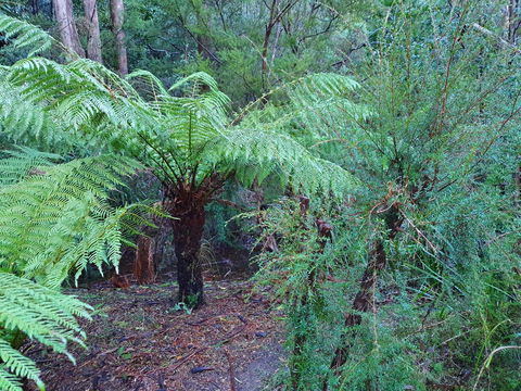 Roland B&B - Accommodation Port Macquarie 21