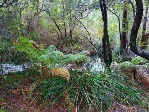 Roland B&B - Accommodation Port Macquarie 29