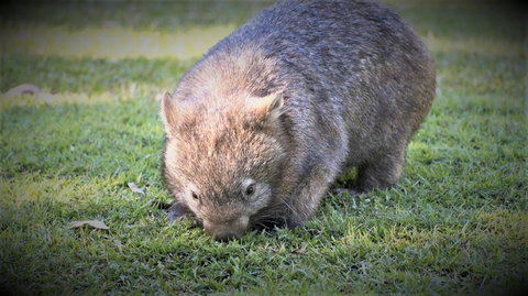 Roland B&B - Accommodation Port Macquarie 26