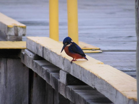 The Crays Accommodation - Accommodation Port Macquarie 37