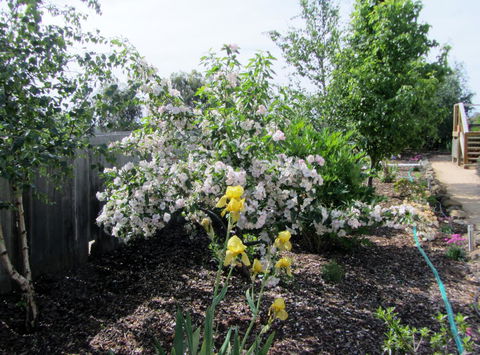 Elm Trees Accommodation @ Ross - Accommodation Port Macquarie 7