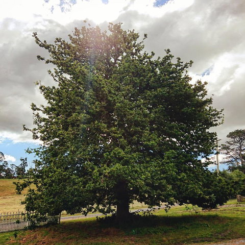 Old White Church Bed & Breakfast - Accommodation Port Macquarie 7