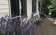 Walnut Cottage - thumb 0