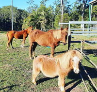 Paskins Farm - Accommodation Port Macquarie