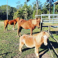 Paskins Farm