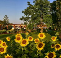 Quirindi Sunflower Motor Inn - Accommodation Port Macquarie