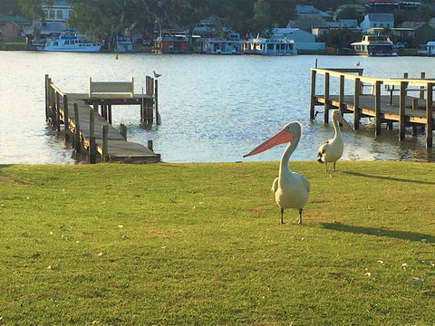 Riverfront Getaway - Mannum - Accommodation Port Macquarie 0