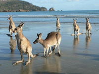 Book Seaforth Accommodation Vacations Accommodation Port Macquarie Accommodation Port Macquarie