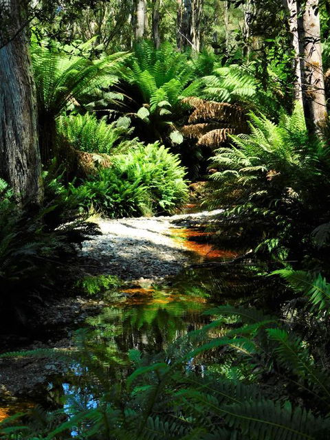 Shakespeare's Wilderness Chalet - Accommodation Port Macquarie 3
