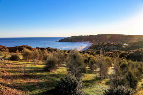 Sheoaks - Accommodation Port Macquarie 1