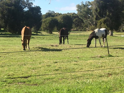 Shetland Park Chalets - Accommodation Port Macquarie 1