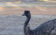 Splendid Wren Cottage - thumb 2