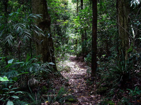 Springbrook Lyrebird Retreat - Accommodation Port Macquarie 0