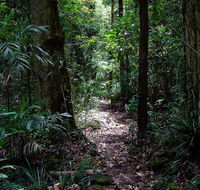 Springbrook Lyrebird Retreat - Accommodation Port Macquarie