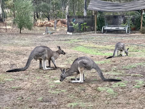Stawell Holiday Cottages - Accommodation Port Macquarie 1