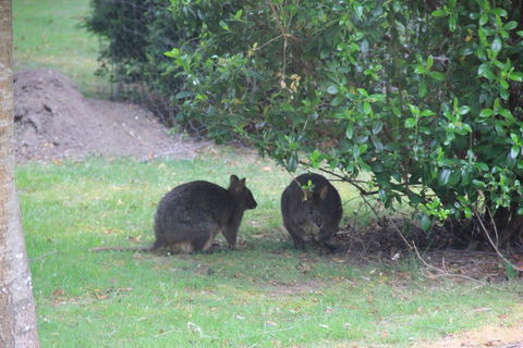 Tamar Valley Farm Stay - Accommodation Port Macquarie 1