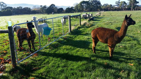 Tamar Valley Farm Stay - Accommodation Port Macquarie 2