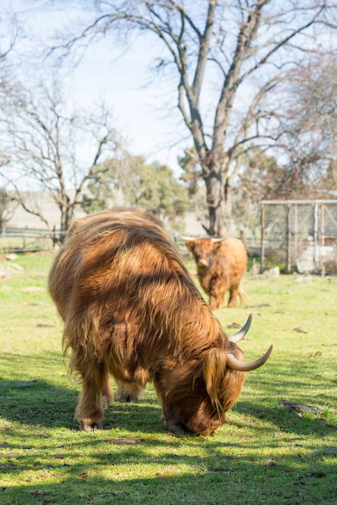 Ratho Farm - Accommodation Port Macquarie 4