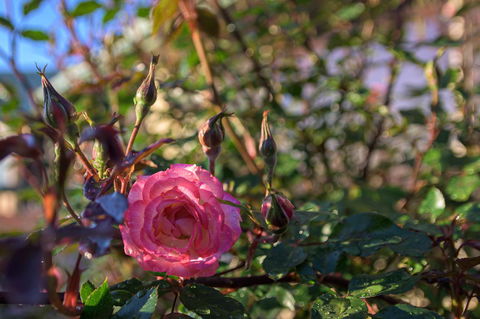 Maria Views Bed & Breakfast - Accommodation Port Macquarie 5