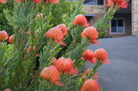Maria Views Bed & Breakfast - Accommodation Port Macquarie 1