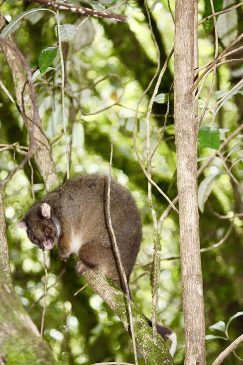 Lemonthyme Wilderness Retreat - Accommodation Port Macquarie 26