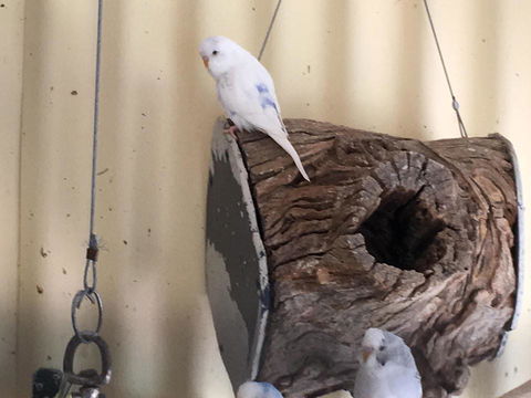 Blue Wren Bungalow - Accommodation Port Macquarie 12