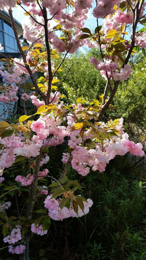 Beezneez B&B - Accommodation Port Macquarie 14