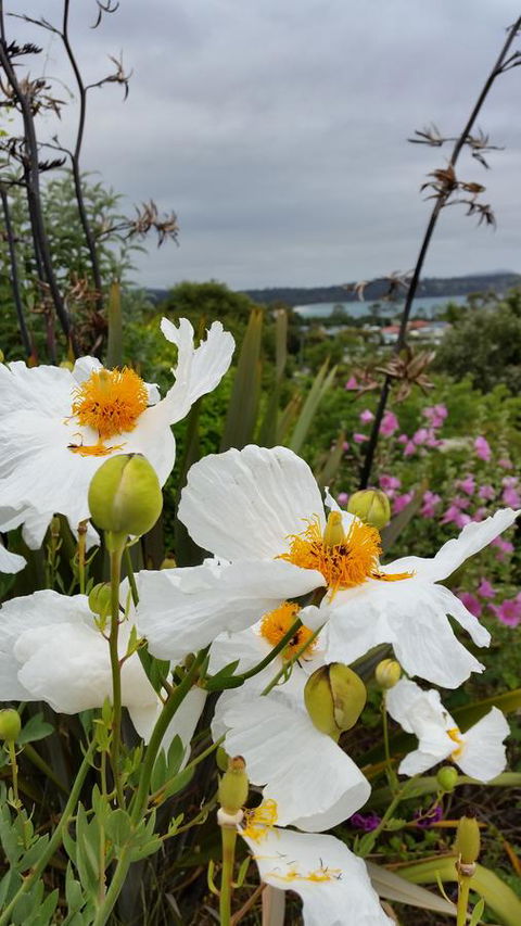 Beezneez B&B - Accommodation Port Macquarie 13