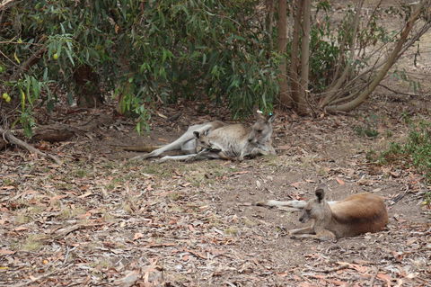 Great Ocean Road Resort - Accommodation Port Macquarie 17