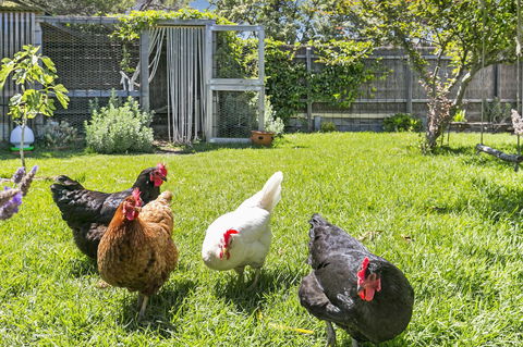 Bilinga Cottages - Accommodation Port Macquarie 16