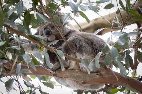 The Dolphin Apartments - Accommodation Port Macquarie 6