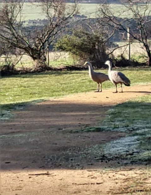 Rural 5 Star Villa\'s With Resort Amenities - Accommodation Port Macquarie 6