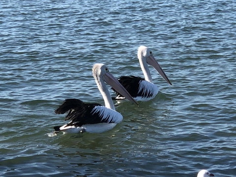 Apartments In Phillip Island Towers - Block C - Accommodation Port Macquarie 37