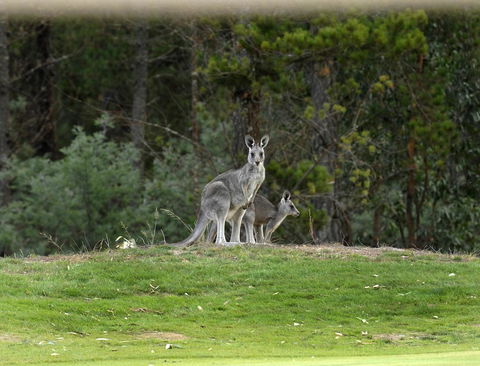 RACV Goldfields Resort - Accommodation Port Macquarie 20