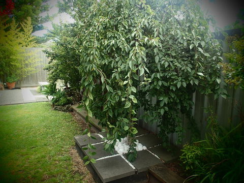 Azen Haven - Accommodation Port Macquarie 12