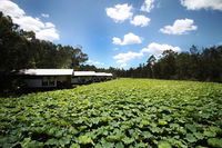 The Boathouses at Leaves  Fishes