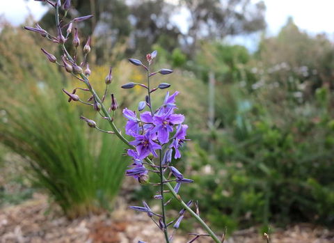 The Chocolate Lily Bed & Breakfast - Accommodation Port Macquarie 3