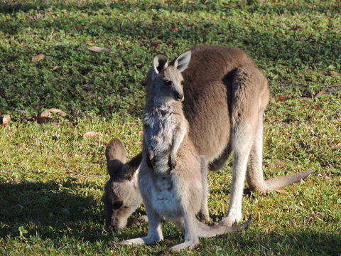 The Pouch B & B - Accommodation Port Macquarie 2